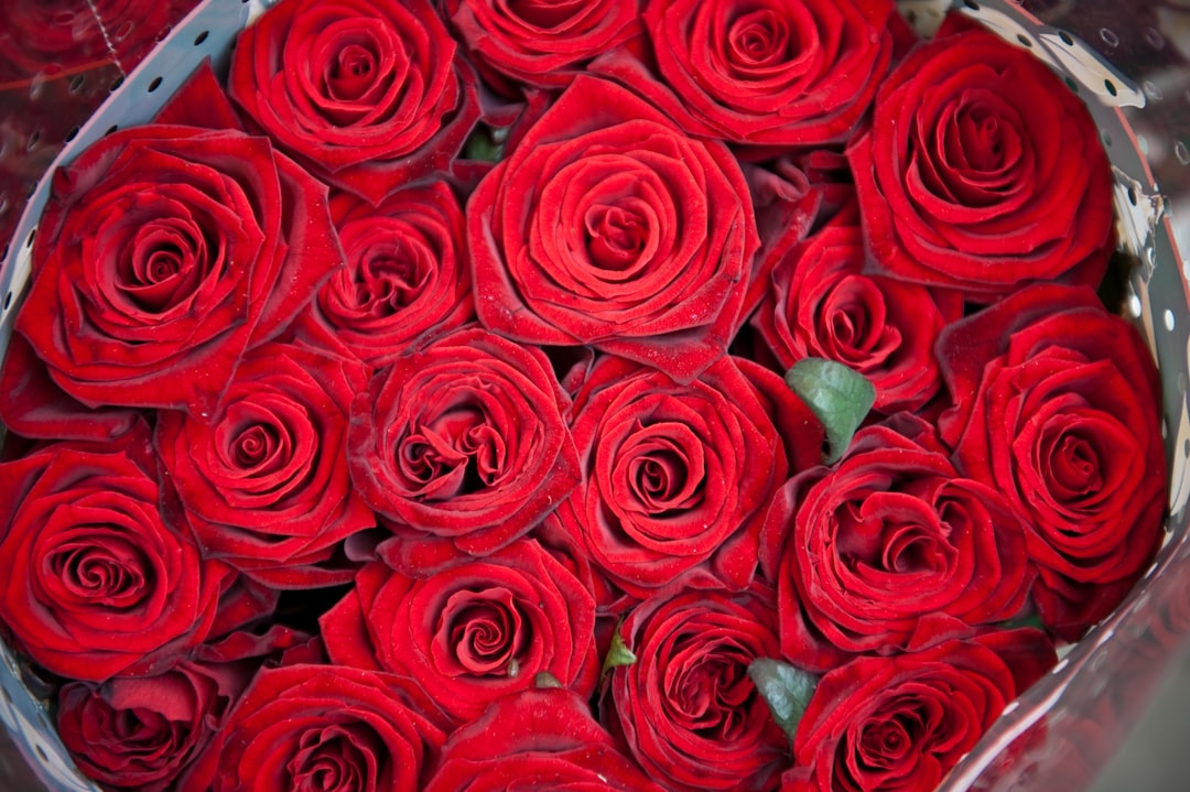 bouquet of red roses,