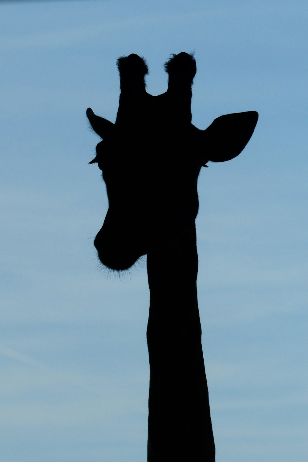 Tête de girafe