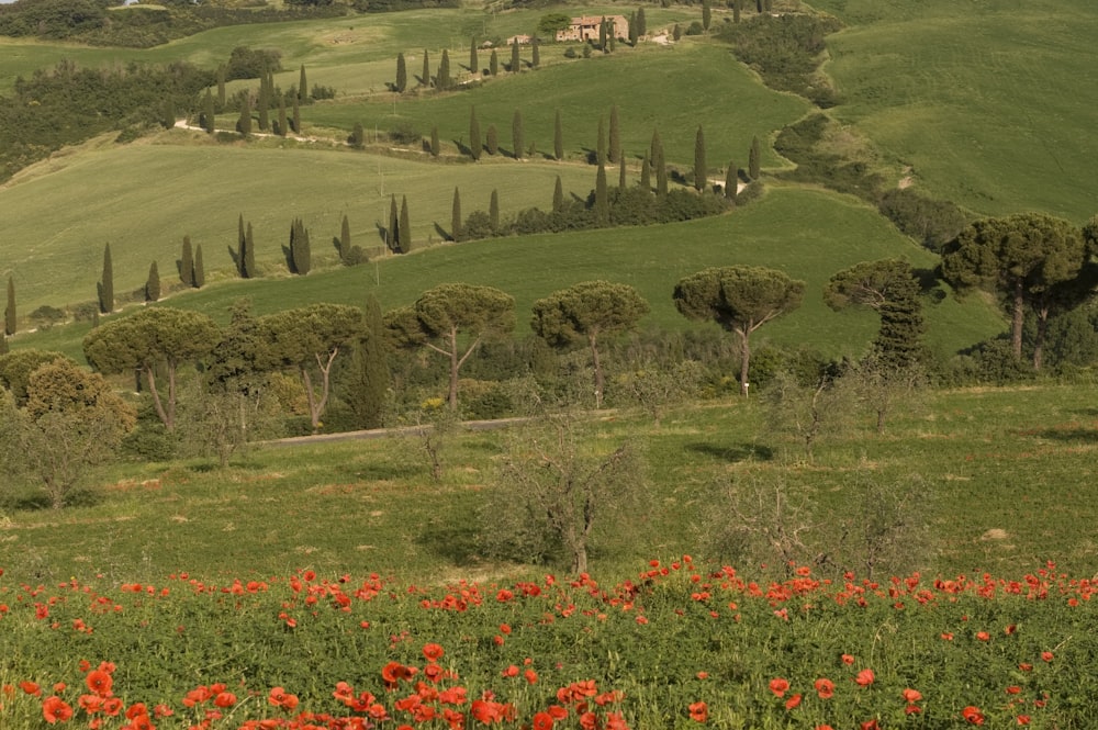 meadow of red Poppy flowers