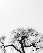 silhouette of bare tree