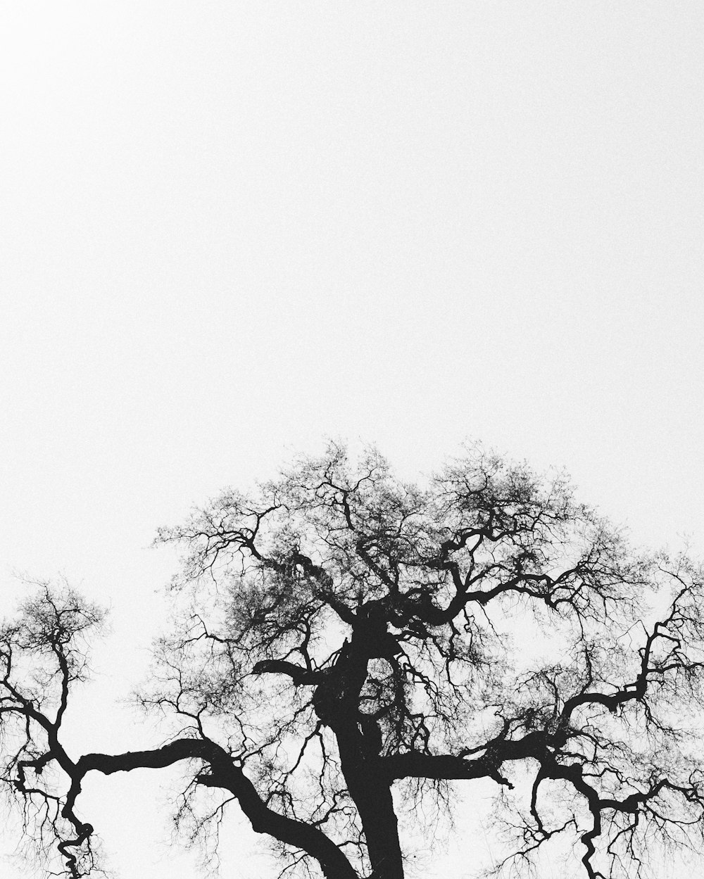 silhouette of bare tree