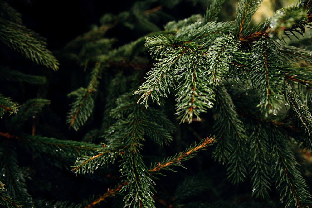 green tree leaves