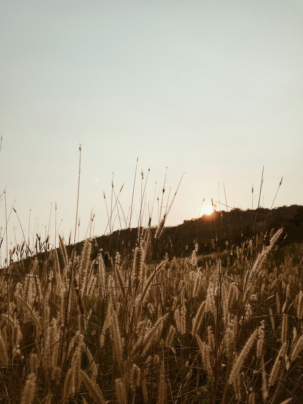 brown cattails across sunset