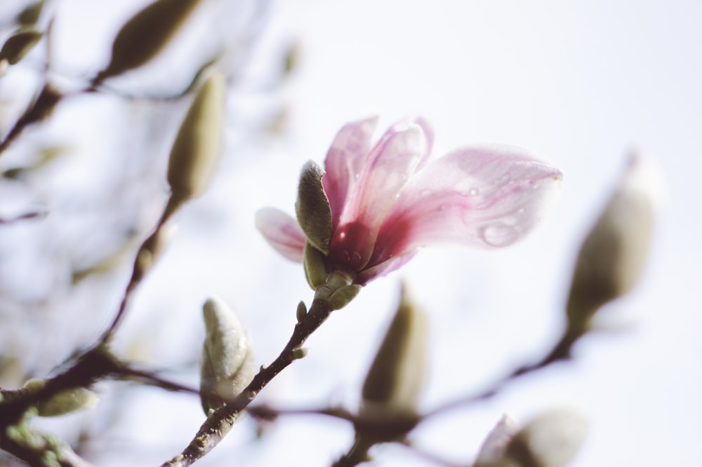 close-up photography of pink flower