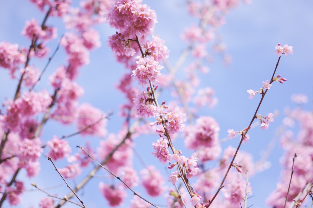 selective focus photography of purple cherry blossoms