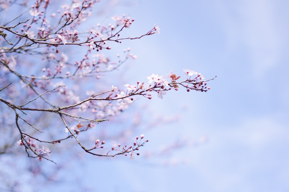 Árbol de sakura durante el día