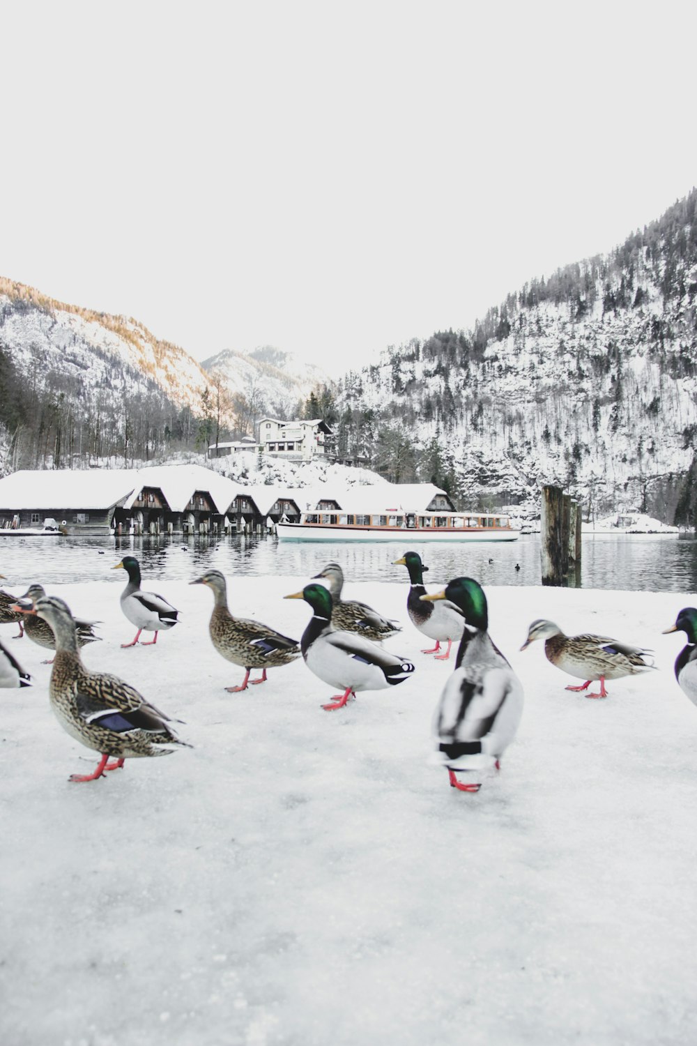 ducks near body of water