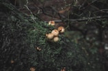 Clusters of oyster mushrooms growing on a log in natural light.