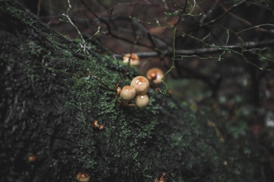 Clusters of oyster mushrooms growing on a log in natural light.