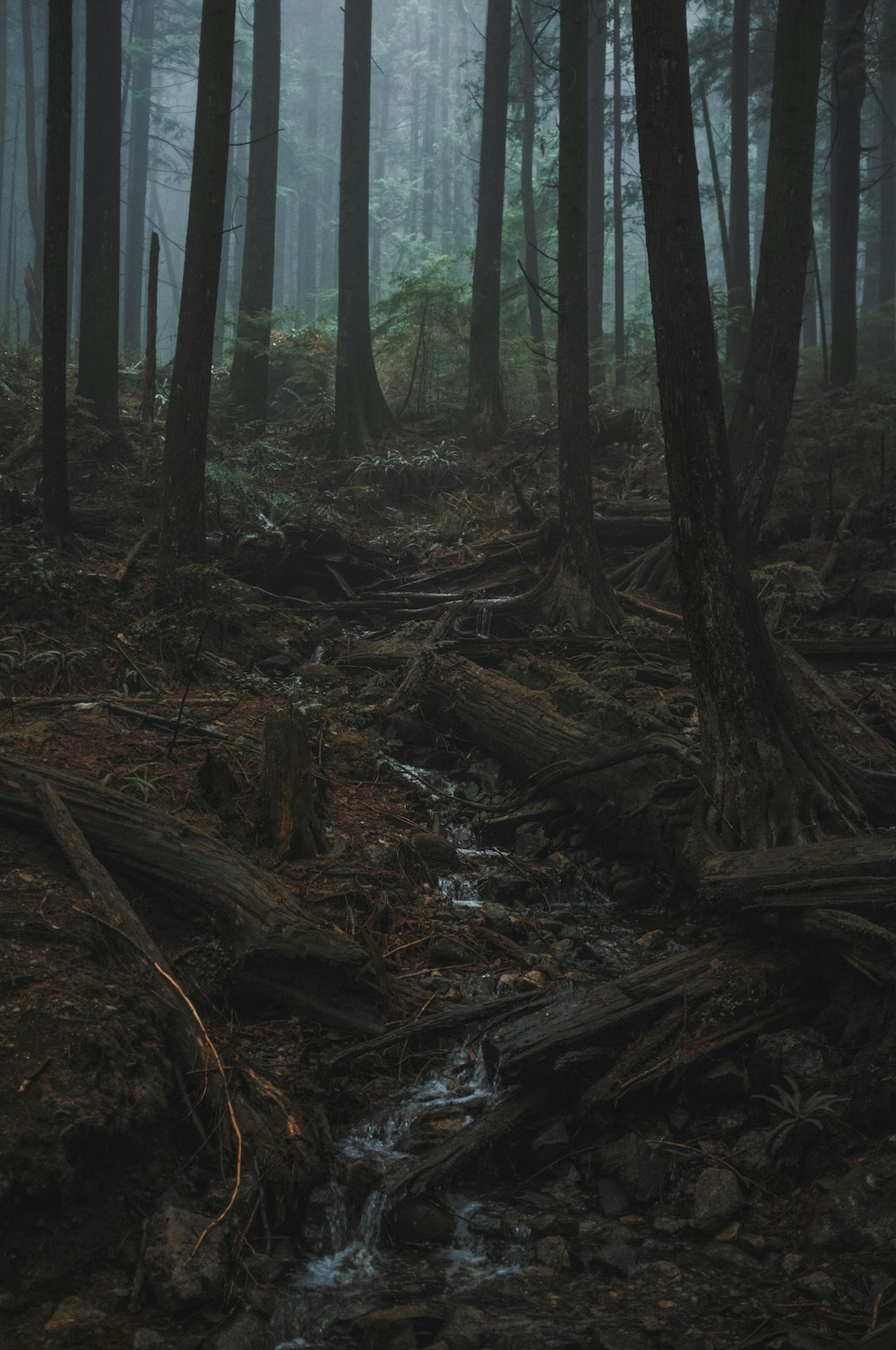 green forest with tall trees