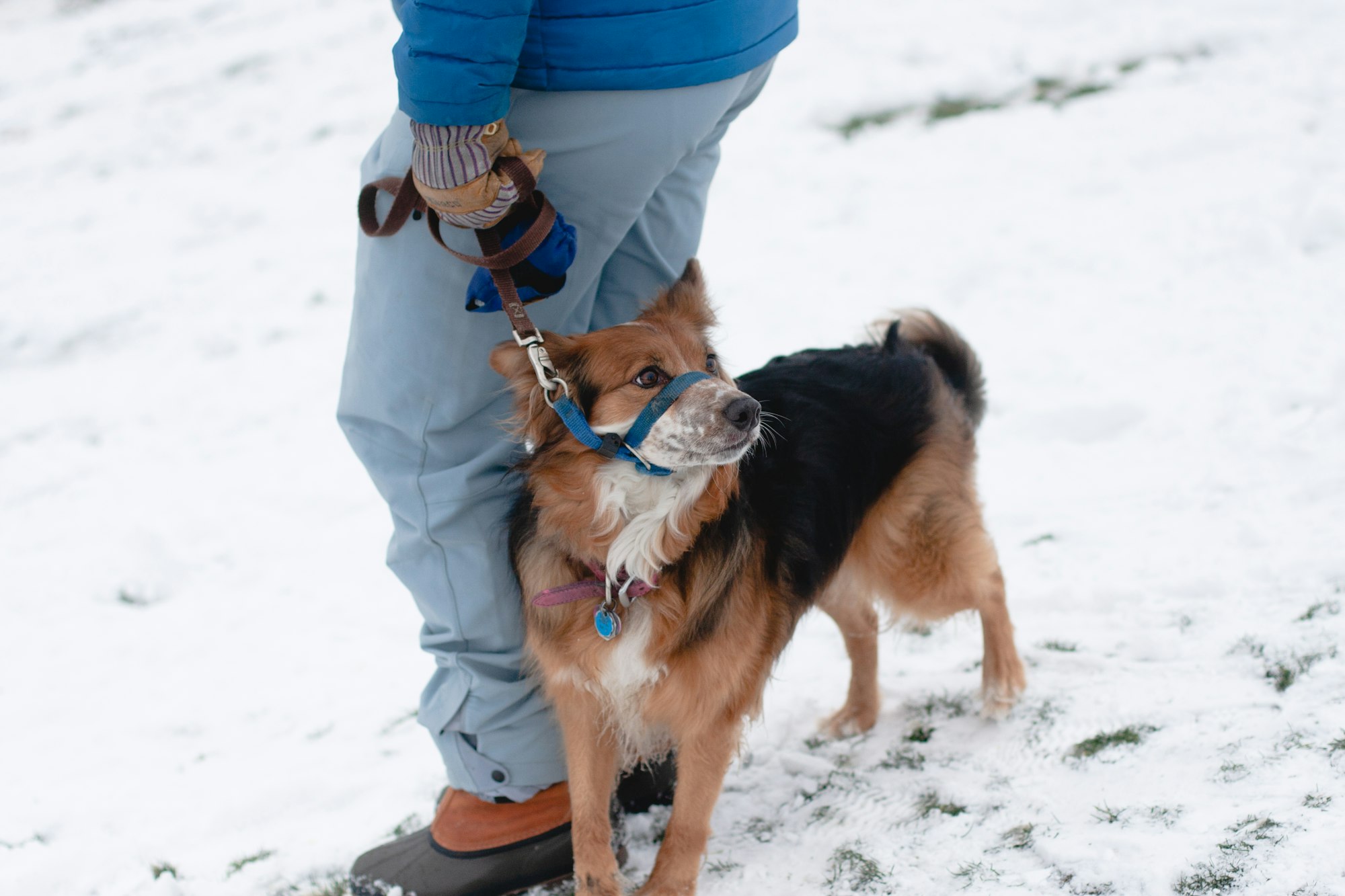 What Is A Gentle Leader Dog Collar