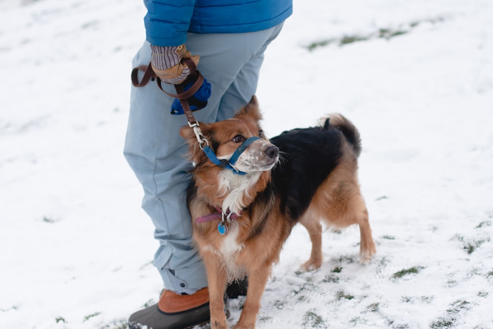 long-coated black and tan dog