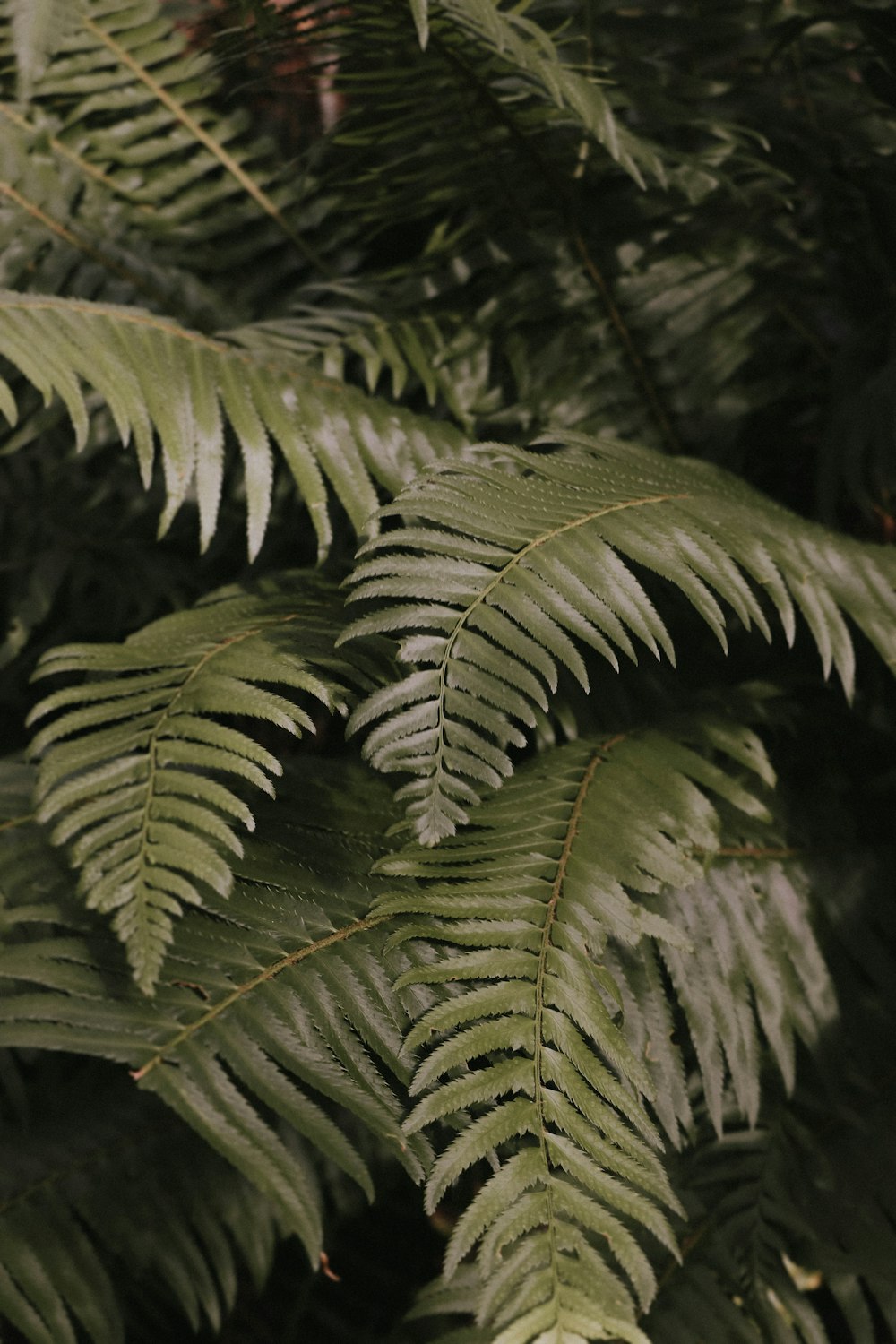 Plante de fougère verte