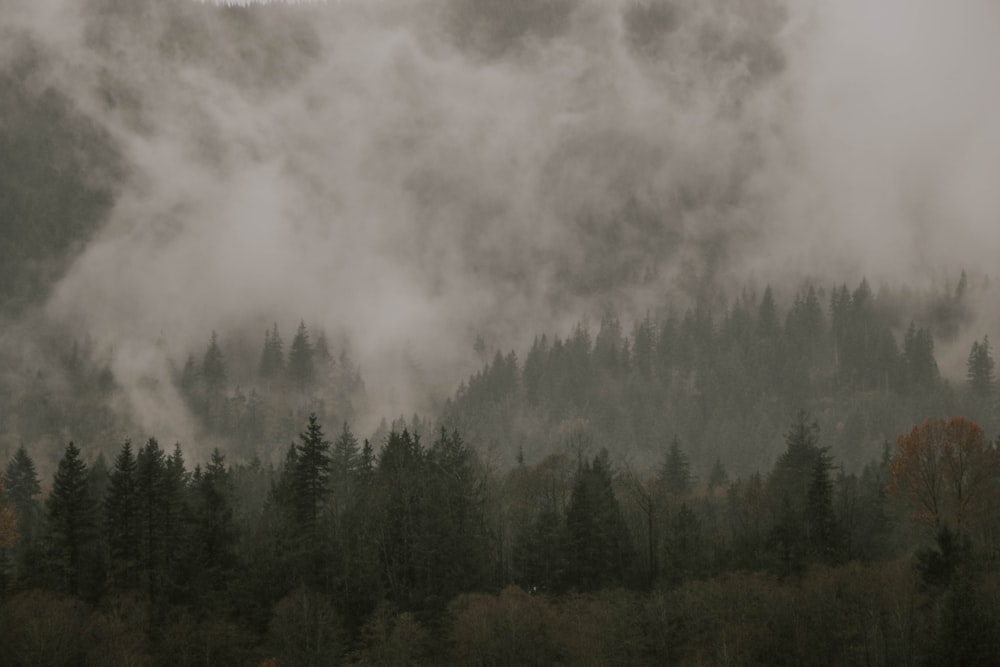 a mountain covered in fog with trees in the foreground