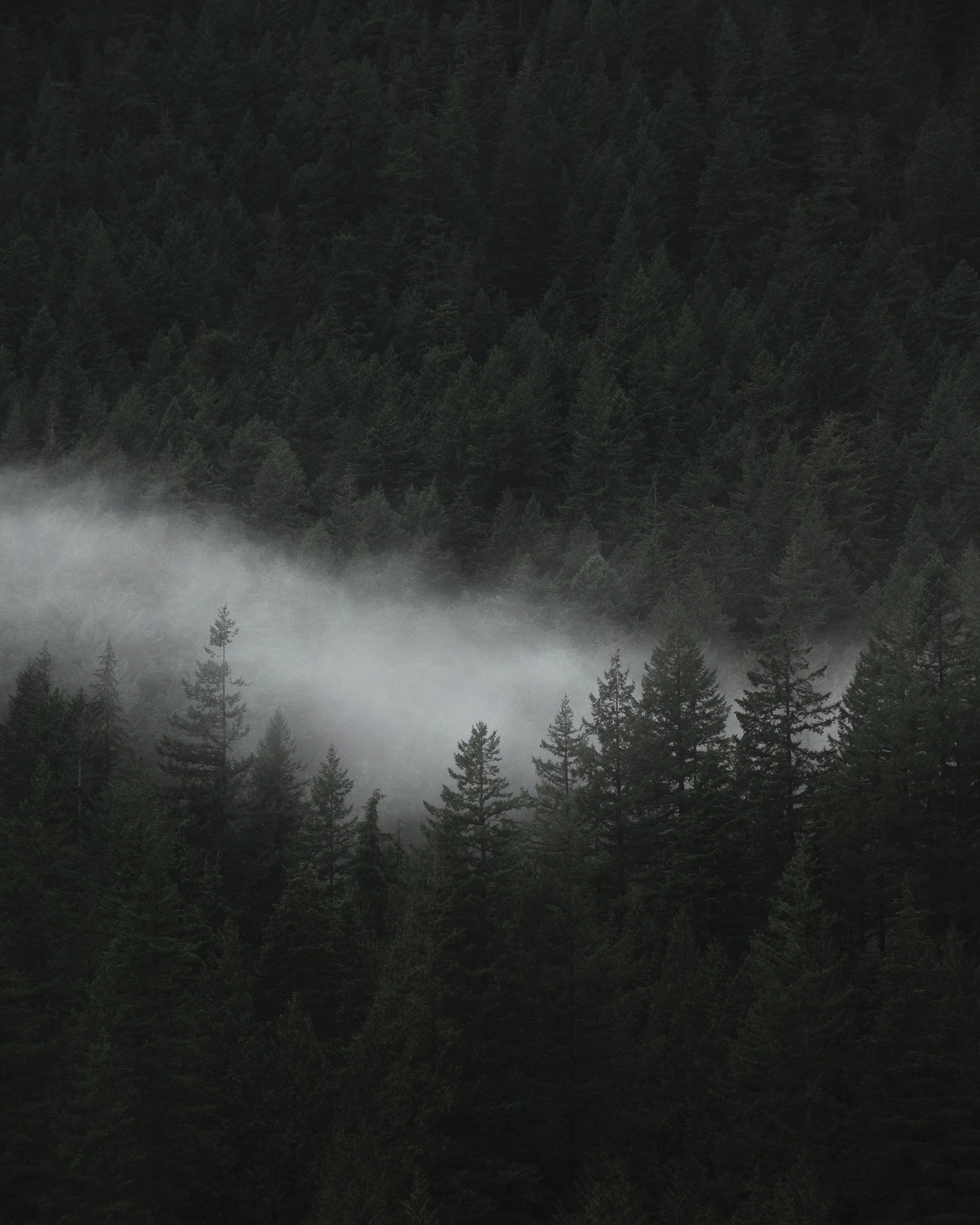 Aerial view of dense tree canopy