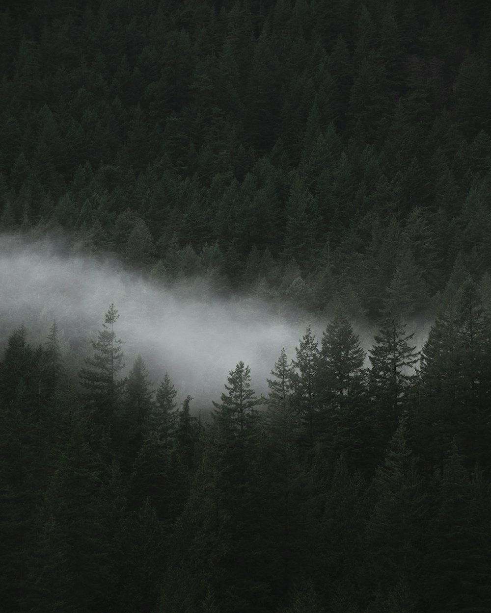 aerial photo of trees