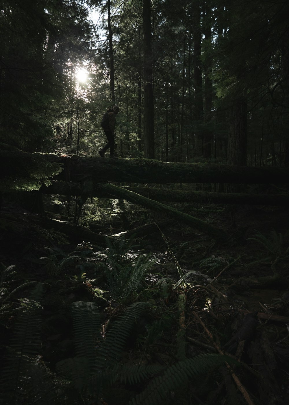 hombre caminando sobre el tronco de un árbol