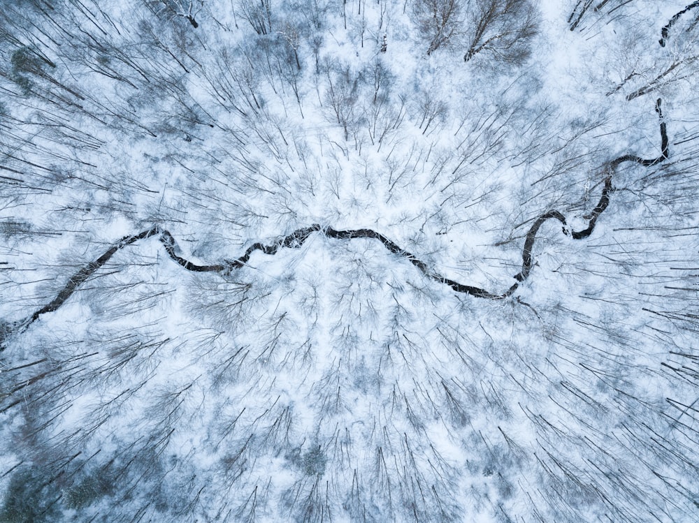 Fotografía de vista aérea de árboles