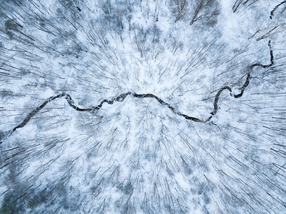 aerial view photography of trees