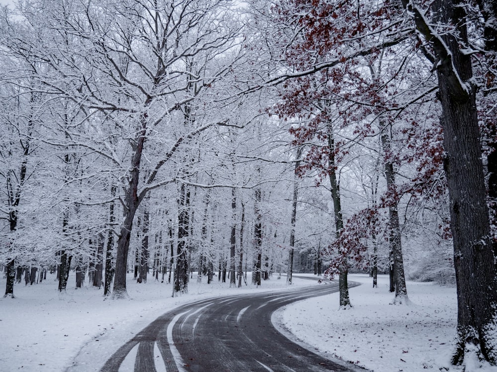 empty roadway between trees covered by snow