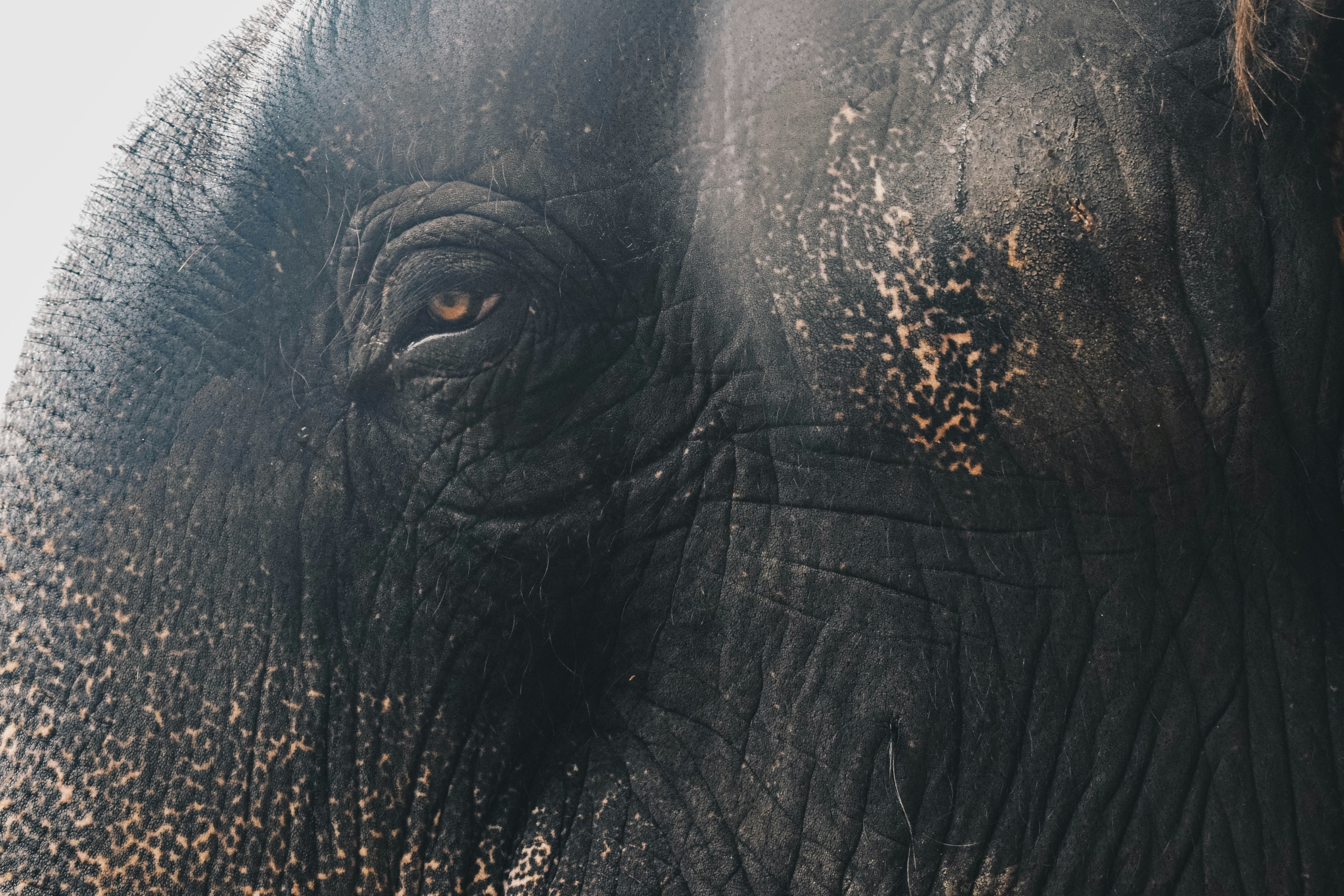 Carmelagiri Elephant Park