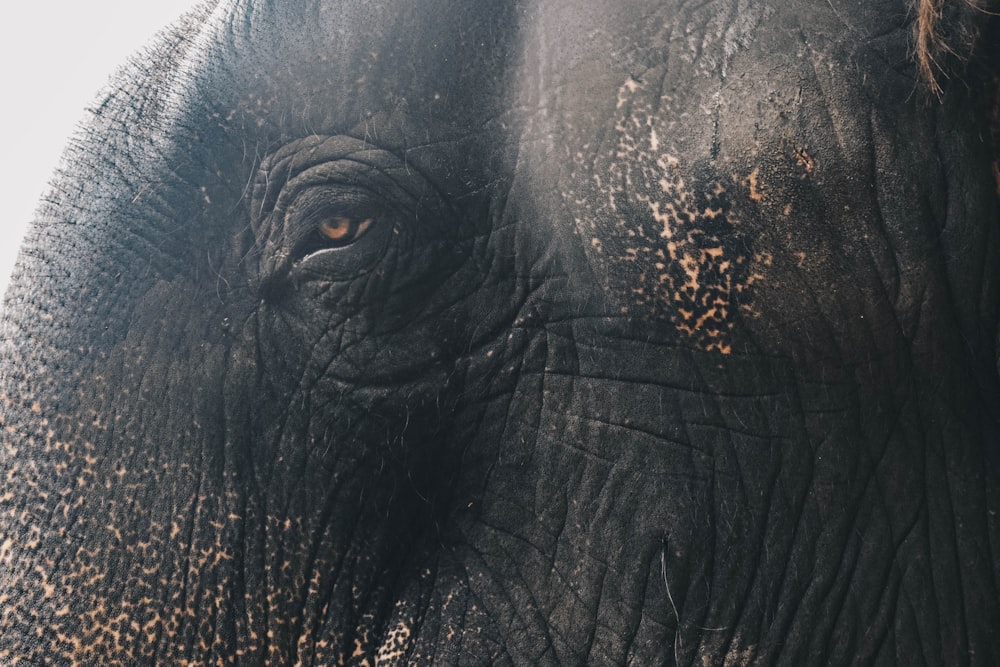 close-up photo of elephant
