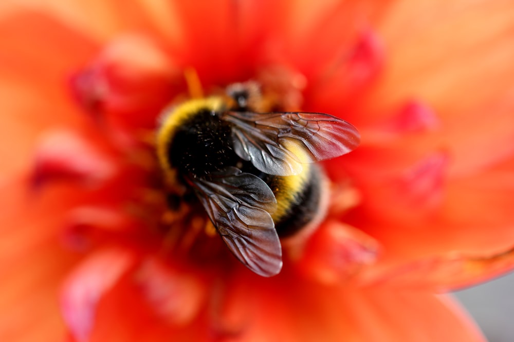 Fotografía de enfoque selectivo de abejas