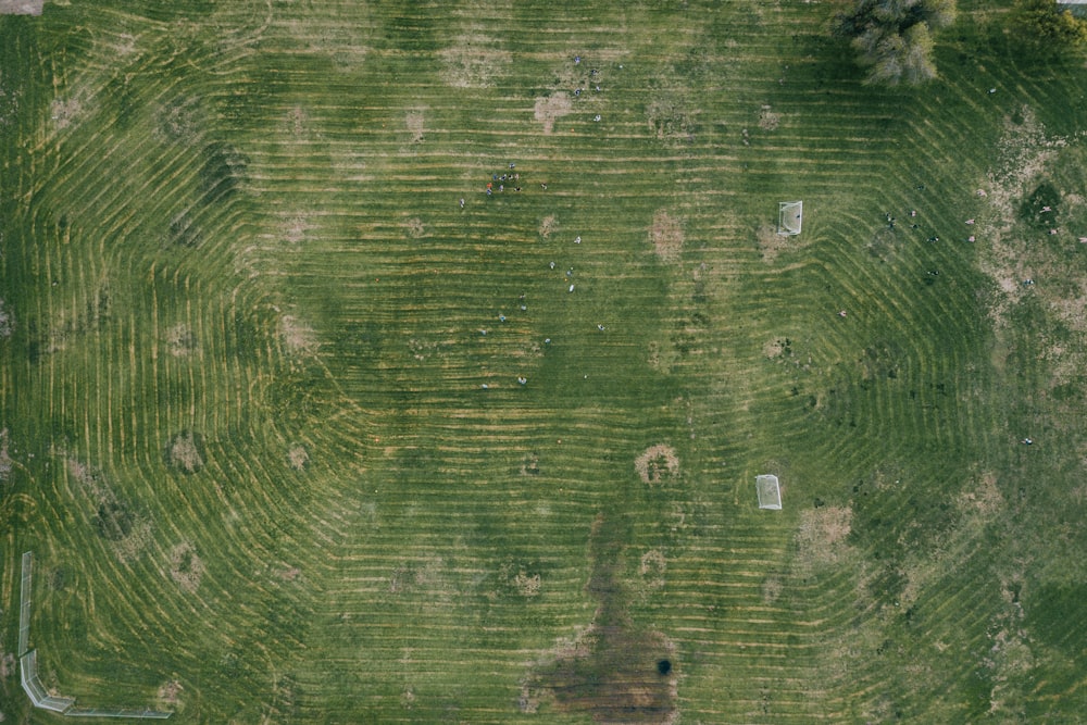 aerial view photograph of green grass