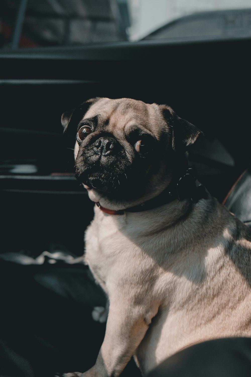 selective focus photography of adult fawn pug sitting inside vehicle