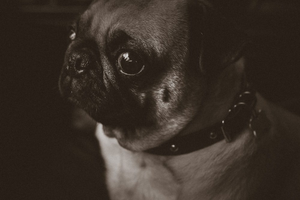 gray scale photo of fawn pug