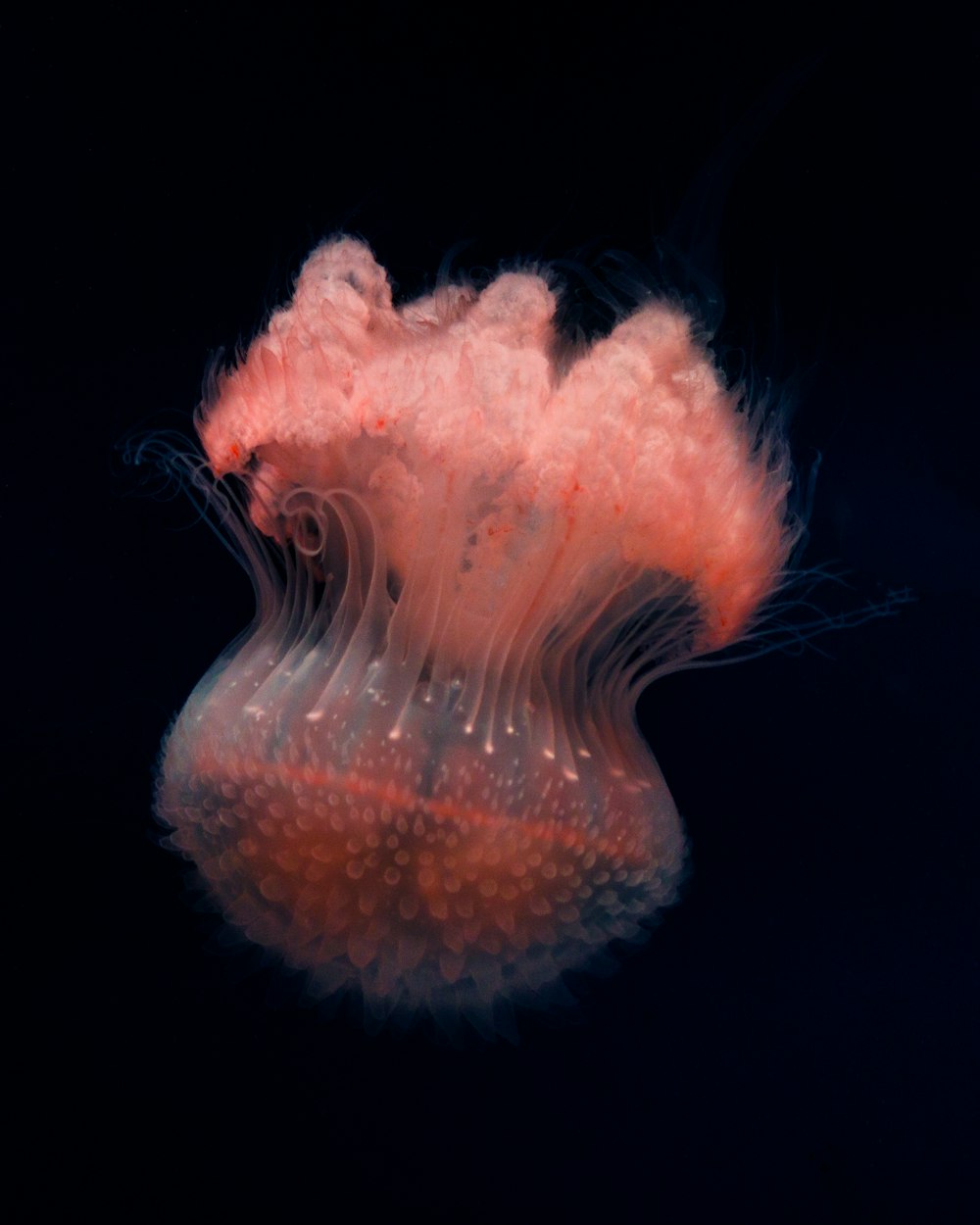 Foto de enfoque selectivo de medusas negras y rojas