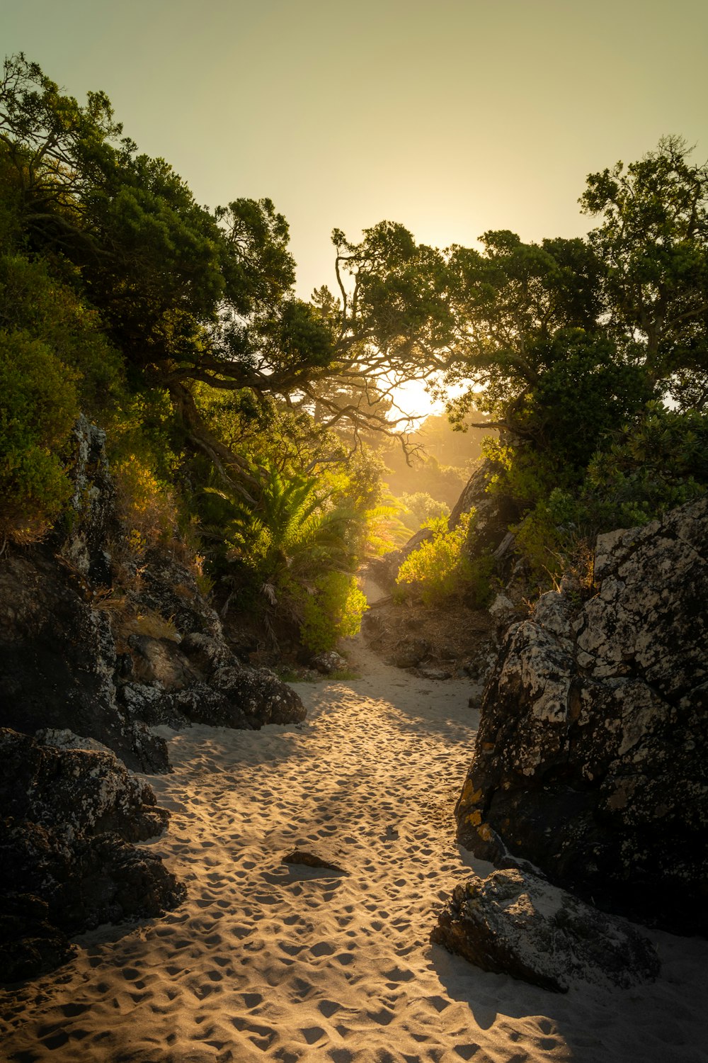 foto da paisagem de rochas e plantas de rochas de pedra preta