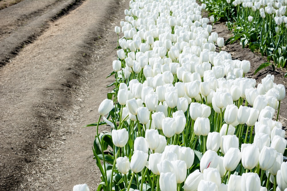selective focus photography of white tulips field during daytime