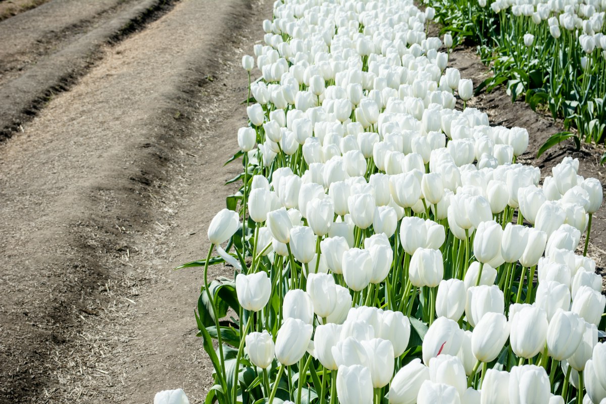 Bloemen