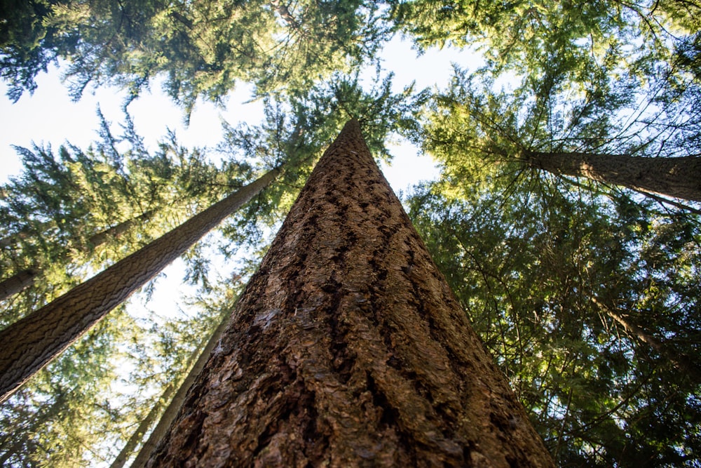 low angle photography of trees