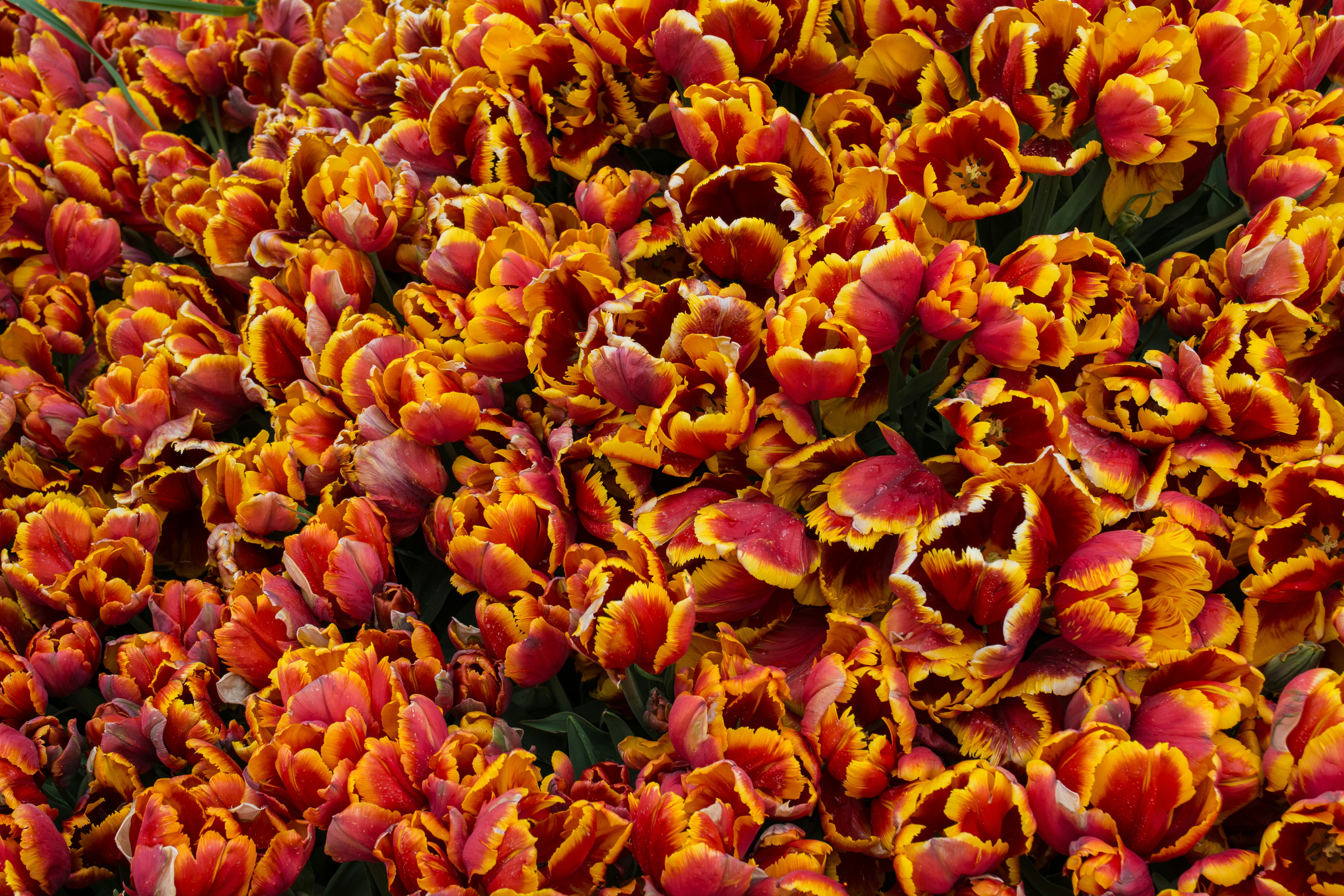 selective focus photography of red petaled flower