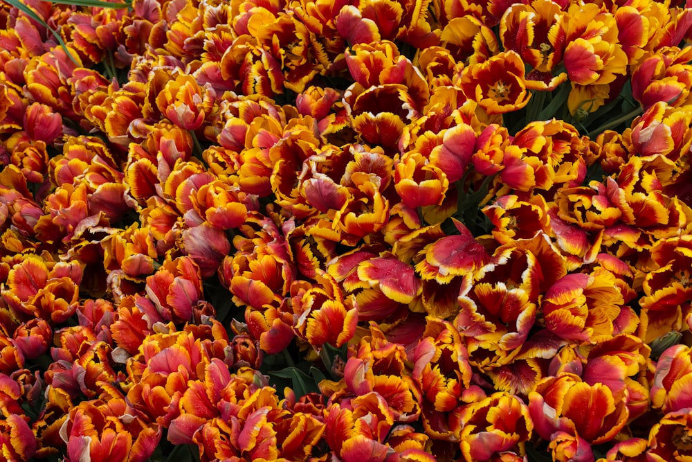 Photographie sélective de la fleur aux pétales rouges