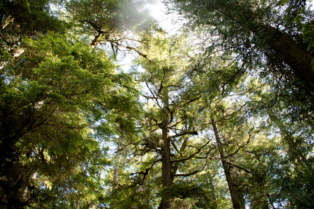 low angle view of forest trees