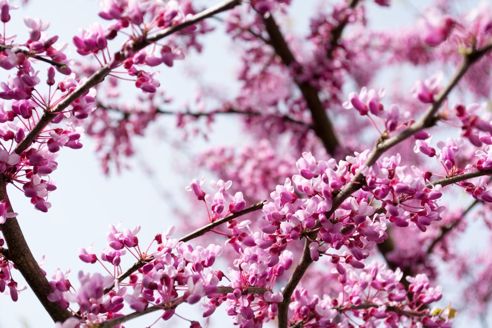 selective focus photography of pink petaled flower