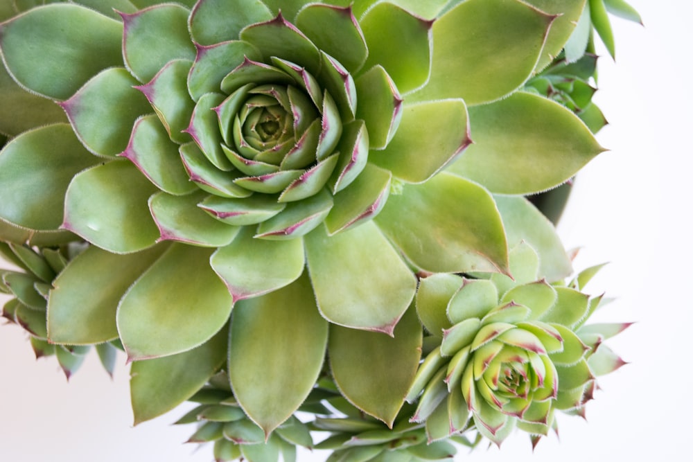 top view of echeveria succulents