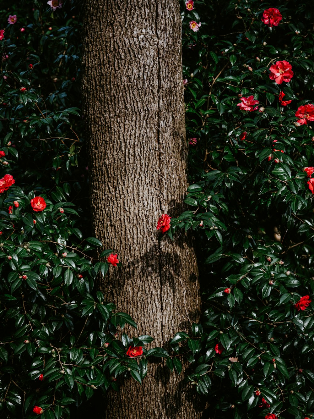 foto ravvicinata di fiori dai petali rossi vicino alla corteccia dell'albero