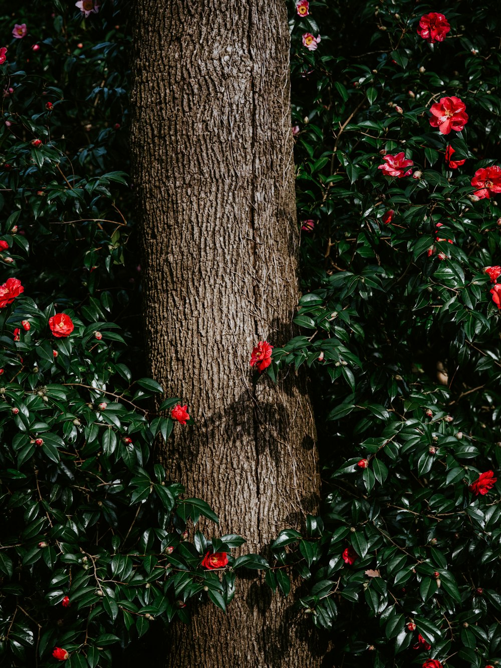 closeup photo of red-petaled flowers near tree bark