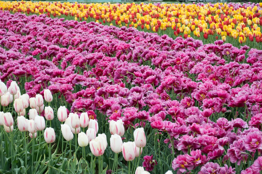 bed of three yellow, pink, and white petaled flowers