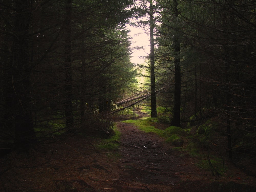 landscape photo of green trees during daytime