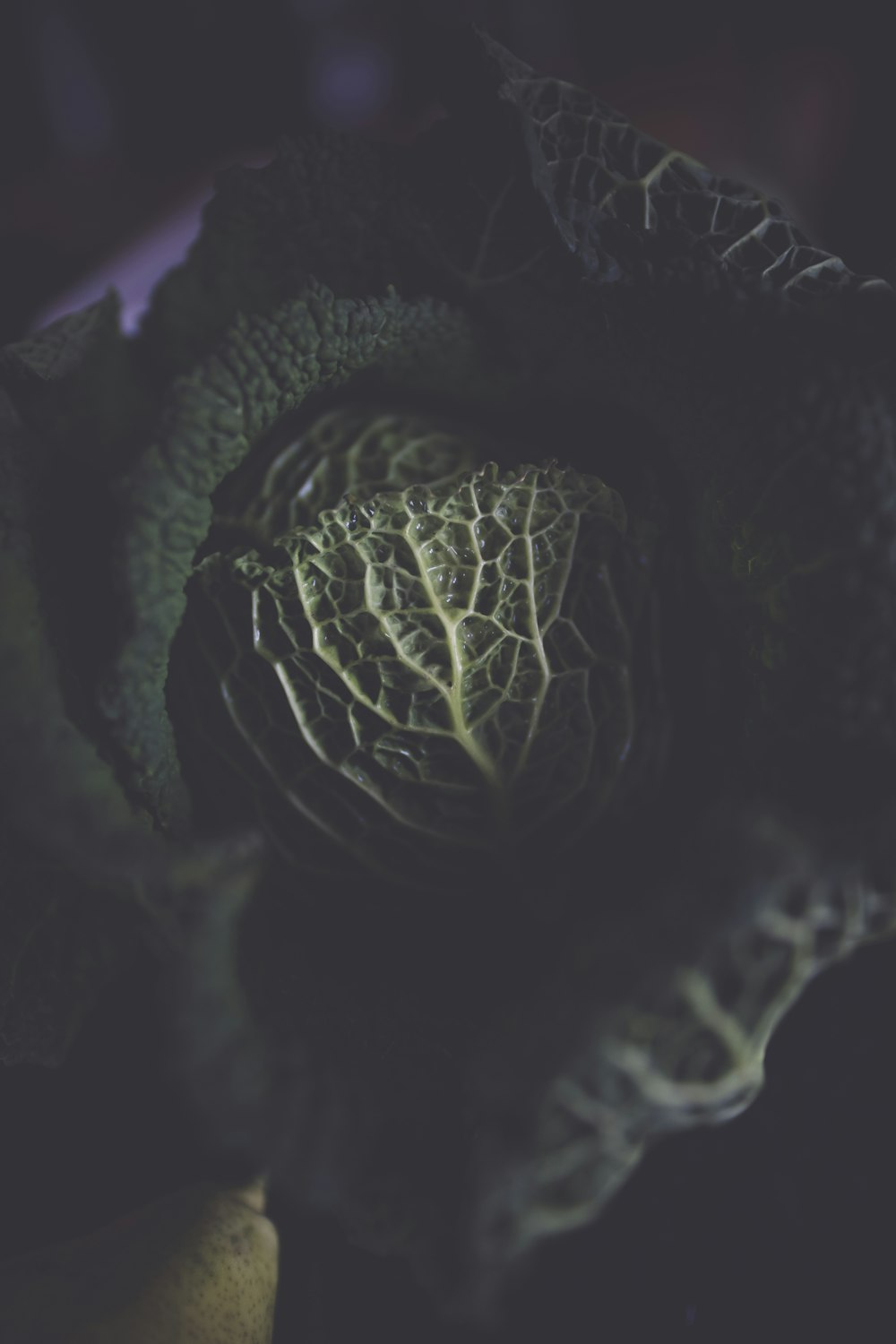 a close up of a green leafy plant