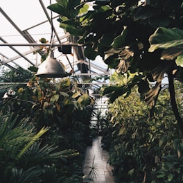 A greenhouse filled with dense, lush greenery featuring a variety of plants with large leaves. A metal hanging lamp is suspended from the ceiling, casting soft light. The greenhouse is structured with metal beams and glass, allowing natural light to filter through.
