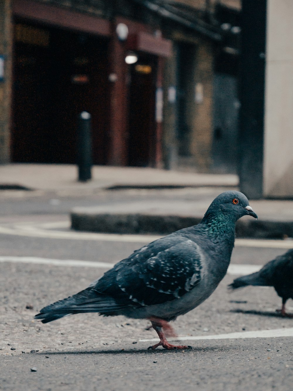 rock dove on street