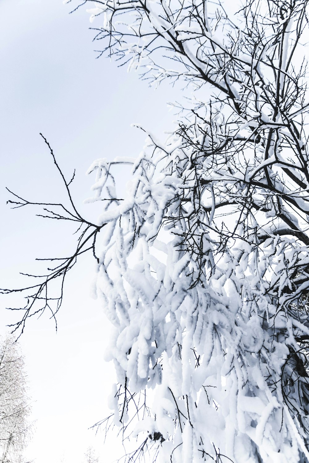 tree covered with snow