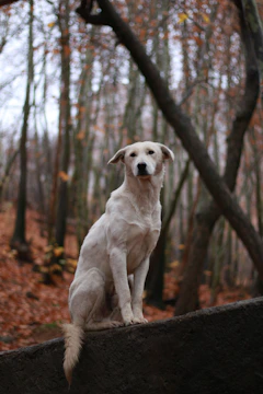A happy dog sitting attentively on a forest trail surrounded by autumn leaves.