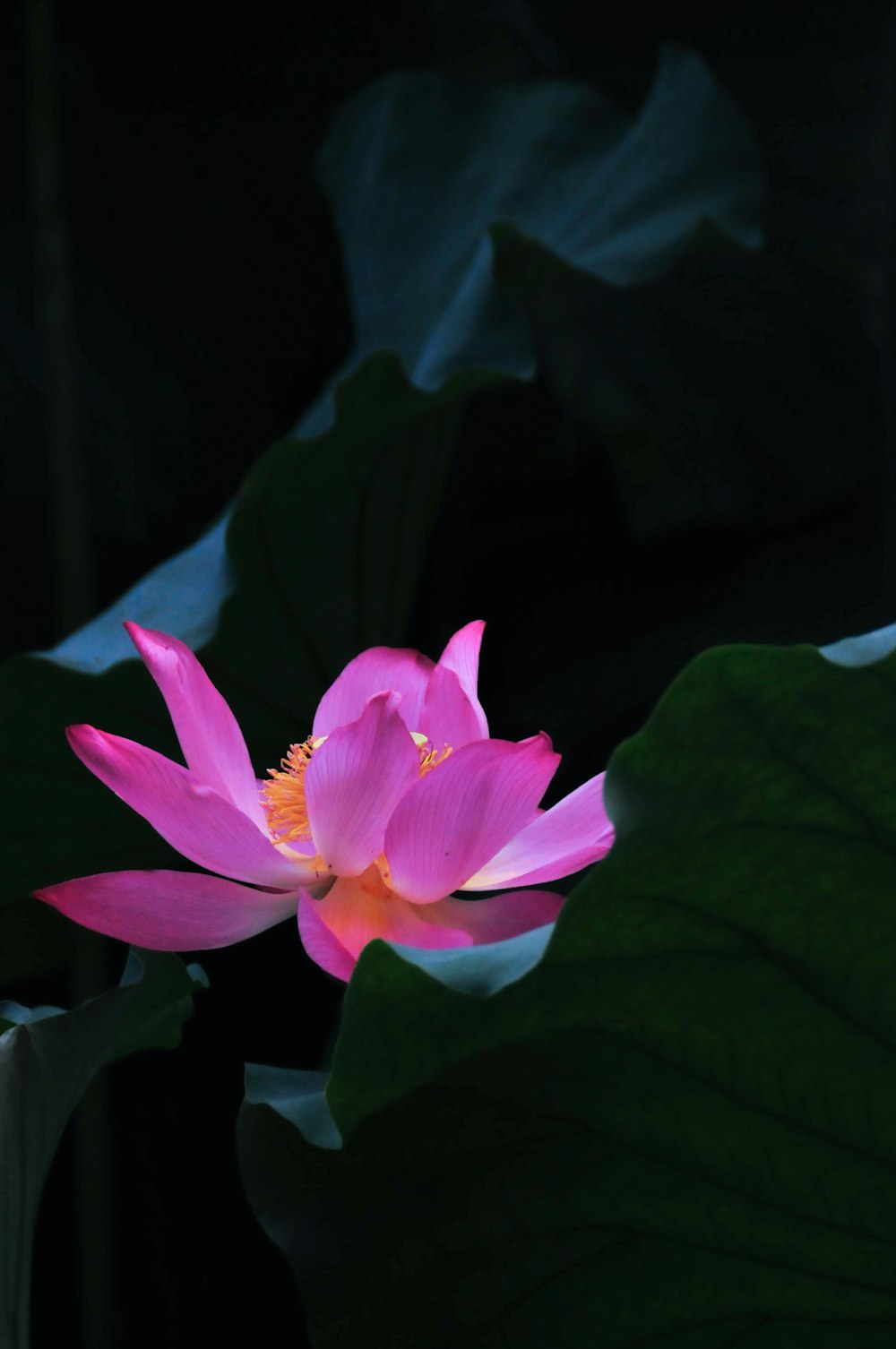 pink lotus flower